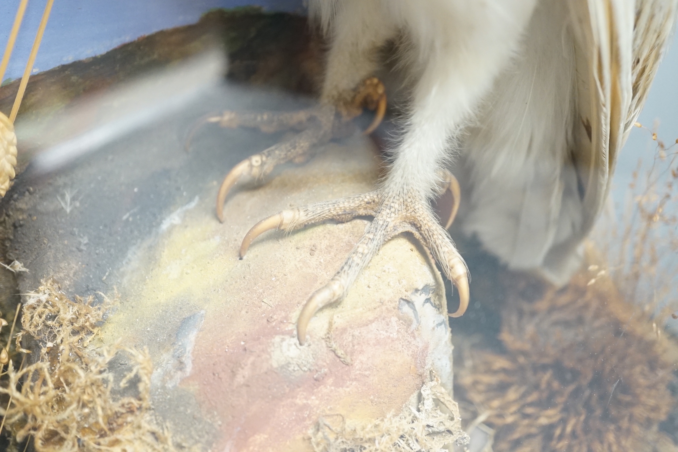 A taxidermy perched barn owl by G&J Ambrose, Colchester in glazed wooden case - 40cm high